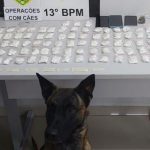 Pacotes de cocaína apreendidos pela Polícia Militar estão expostos no chão ao lado de um cão farejador que participou da operação em Curitiba.