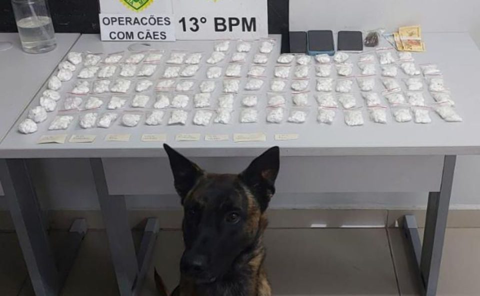 Pacotes de cocaína apreendidos pela Polícia Militar estão expostos no chão ao lado de um cão farejador que participou da operação em Curitiba.