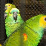 como-cuidar-de-animais-silvestres-resgatados-parana
