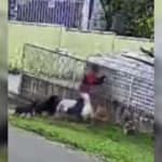 Captura de tela de um vídeo, feito por uma câmera de segurança, mostra uma criança sendo atacada por nove cães próximo ao muro de uma residência. A cena ocorre em uma área com trecho de grama, uma árvore e parte da via do bairro visíveis ao redor. Os animais cercam o menino durante o ataque