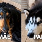 Duas raças de cachorro: husky siberiano e dachshund. Imagem ilustrativa para matéria: Cruzamento inusitado gera uma “nova raça” de cachorro; confira o vídeo