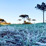 Geada cobre a vegetação em campo aberto com araucárias ao fundo durante amanhecer de inverno no Sul do Brasil.