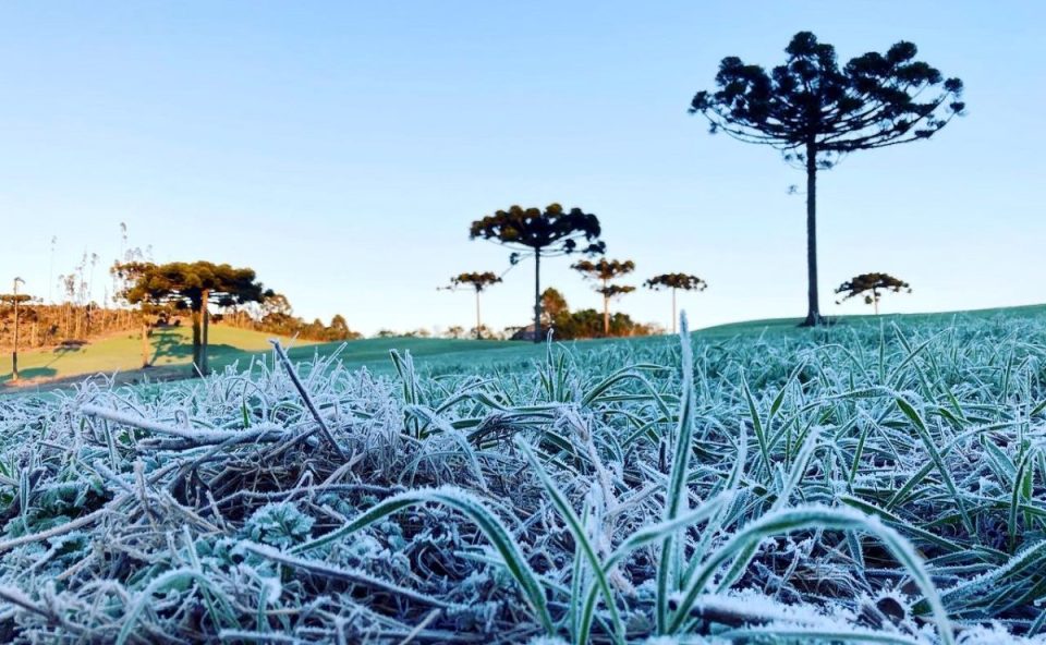 Geada cobre a vegetação em campo aberto com araucárias ao fundo durante amanhecer de inverno no Sul do Brasil.
