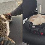 Duas gatas resgatadas pela Polícia Civil descansam em cadeiras da Delegacia da Mulher de Araucária. Uma delas recebe carinho de uma pessoa, enquanto a outra dorme sobre um equipamento policial.