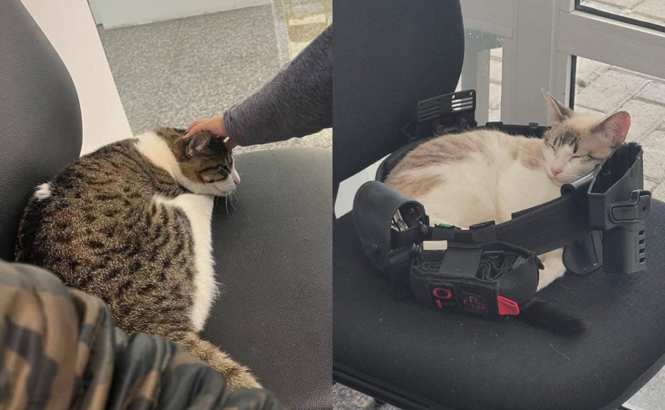Duas gatas resgatadas pela Polícia Civil descansam em cadeiras da Delegacia da Mulher de Araucária. Uma delas recebe carinho de uma pessoa, enquanto a outra dorme sobre um equipamento policial.