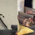Foto mostra cozinha de lanchonete na Praça Osório interditada