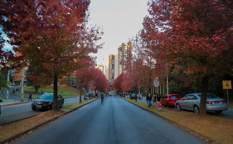 Foto ilustrativa para a previsão do tempo em Curitiba nesta quinta-feira (4). Foto mostra a rua do outono, com flores e folhas em cor vinho.