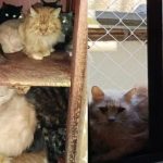 Dezenas de gatos ocupam os cômodos de um apartamento em Concórdia, onde cerca de 400 animais foram encontrados vivendo em condições precárias. Resgate foi gradual.