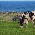 Foto mostra vaca em ilha