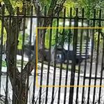 Frame de vídeo mostra momento em que menino de 12 anos morre atropelado por caminhão no Paraná